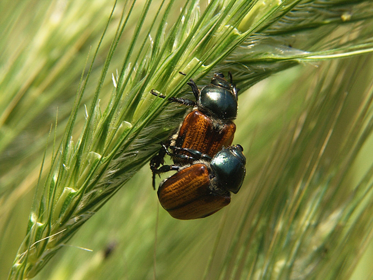 INSEKTI2 24 05 08
